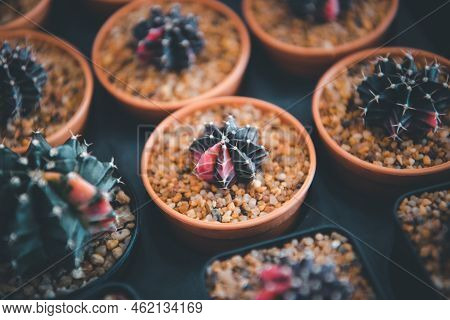 Cactus And Cactus Flowers Popular For Decorative