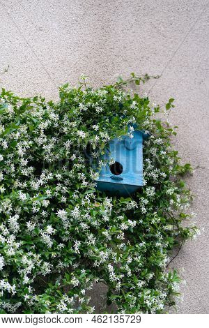 Blue Feeder Hanging On Grey Wall Waits For Birds To Occupy Place. Feeding Trough Surrounded By Green