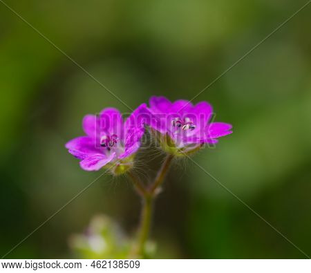 Macro Shot Of Beautiful Pink Cranesbill Flower