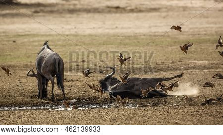 Group Of Namaqua Sandgrouse Flying Over Blue Wildebeest Grooming On Floor In Kgalagadi Transfrontier