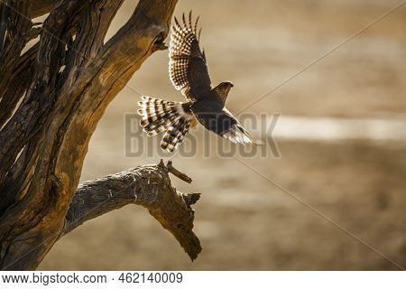 Gabar Goshawk Flying Away In Kgalagadi Transfrontier Park, South Africa; Specie  Micronisus Gabar Fa