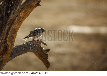 Gabar Goshawk Shaking After Bath In Kgalagadi Transfrontier Park, South Africa; Specie  Micronisus G