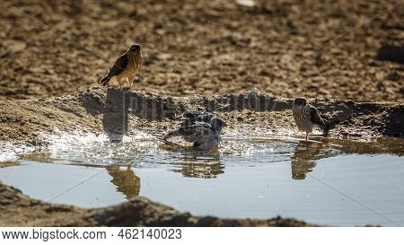 Gabar Goshawk Bathing With Two Juveniles Watchng In Kgalagadi Transfrontier Park, South Africa; Spec