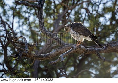 Gabar Goshawk Juvenile Standing On A Branch In Kgalagadi Transfrontier Park, South Africa; Specie  M