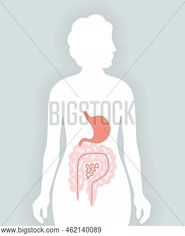 Human Microbiome Illustration With Intestines And Bacteria Vector Picture. Gastroenterologist. Bifid