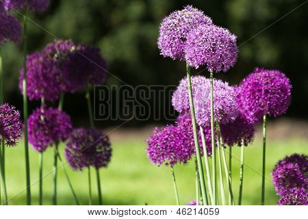 Alium Onion Flower