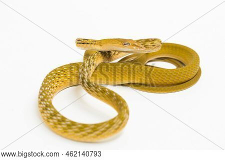 Yellow Asian Vine Snake Hypo Ahaetulla Prasina Isolated On White Background