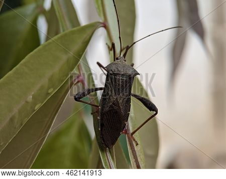 Macro Of Squash Bug Insect On Green Leaves