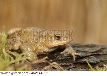 Closeup On An Adult Common European Toad, Bufu Bofo In The Garden Sitting On Wood