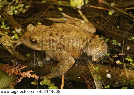 Closeup On A Common European Toad, Bufu Bofo Sitting In A Shallow Water In The Garden