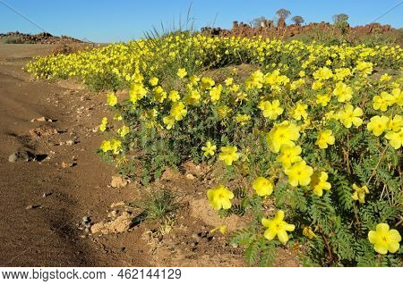 Scenic landscape with yellow flowers of Tribulus zeyheri, southern Namibia