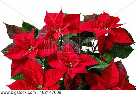 Poinsettia Or Christmas Eve Flower Isolated Transparent Png. Flor De Pascua. Red Euphorbia Pulcherri