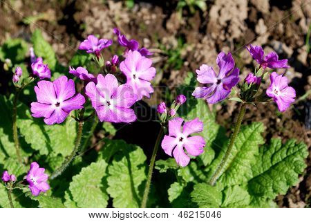 Pink flowerseaves