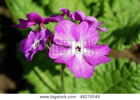 Lyserøde blomster