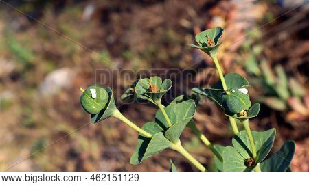 Green Berry, Euphorbia Berries With White Milky Juice, Close-up. Euphorbia Helioscopia, Plants Of Th
