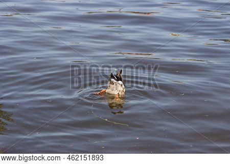 Mallard Duck Diving Underwater In Search Of Food And Hunting In The Lake Or River Blue Water. Wild D