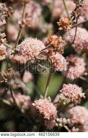 Pink Flowering Cymose Head Inflorescences Of Eriogonum Cinereum, Polygonaceae, Native Shrub On The V