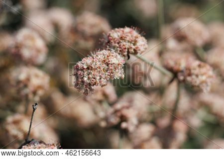 Pink Flowering Cymose Head Inflorescences Of Eriogonum Cinereum, Polygonaceae, Native Shrub On The V