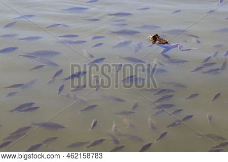 A Frog Swims Among A Large Number Of Fish Fry In A Village Lake.