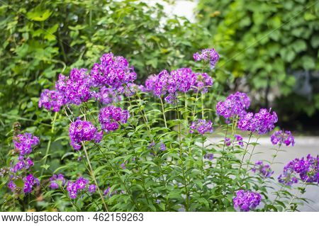 Garden Phlox. Pink And White Color Summer Phloxes Phloxes Paniculate Flower In A Garden