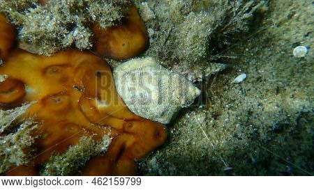 Southern Oyster Drill Or Redmouthed Rocksnail (stramonita Haemastoma) Undersea, Aegean Sea, Greece, 
