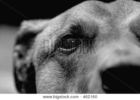 Puppy Eye In Black And White