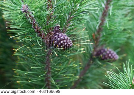Background Of Mountain Pine (pinus Mugo). European Elfin Pine Close-up