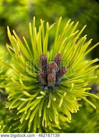 Macrophotography Of Mountain Pine (pinus Mugo). European Elfin Pine Close-up