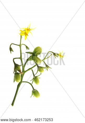 Cherry Tomatoes And Flowers, Solanum Lycopersicum Var. Cerasiforme, On A Plant Stem