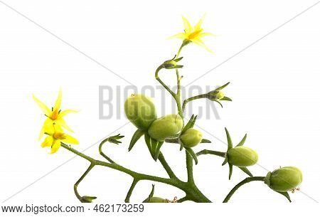 Cherry Tomatoes And Flowers, Solanum Lycopersicum Var. Cerasiforme, On A Plant Stem