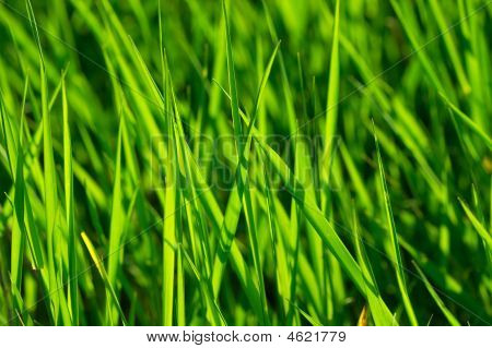 Gras