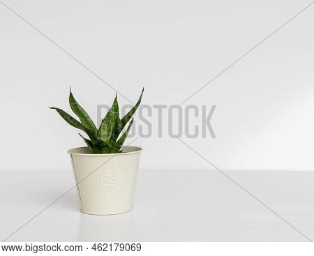 Sansevieria Dwarf Snake Plant Bird's Nest In A Beautiful Flowerpot On White Isolated Background With