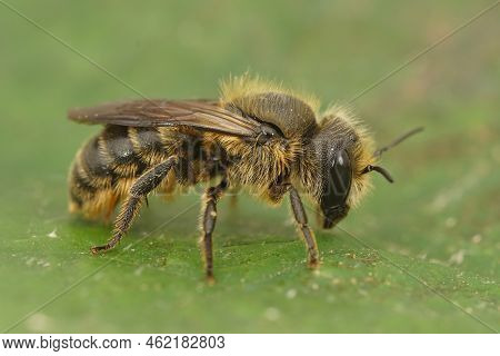 Detailed Closeup On A Jersey Mason Bee, Osmia Niveata Sitting On A Green Leaf