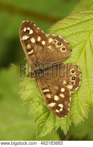 Vertical Closeup On A European Brown Speckled Wood Butterfly, Pararge Aegeria Sitting With Open Wing