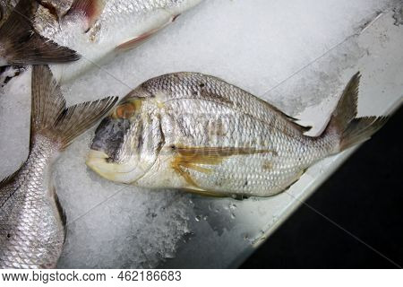 Porgy. Wild Caught Porgy Fish on ice for sale in a Fish Market. People world wide love eating Fresh Caught Porgy for Lunch and Dinner. Seafood for sale on ice. 