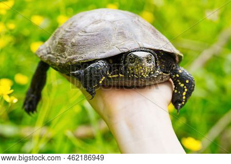 The Woman Is Holding A Small Turtle In Her Hand. Let Turtle To Nature For Making Merit.
