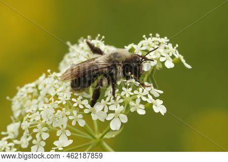 Closeup On A Furre White Female Grey-backed Mining Bee, Andrena Vaga, Sitting On Top Of A Flower Aga