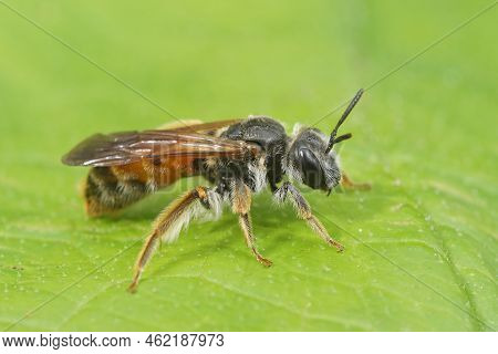 Detailed Closeup On A Female Large Scabious Mining Bee, Andrena Hattorfiana, Sitting On A Green Leaf