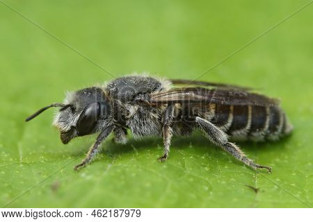 Detailed Closeup On The Viper's Bugloss Mason Bee , Hoplitis Osmia Adunca Sitting On A Green Leaf