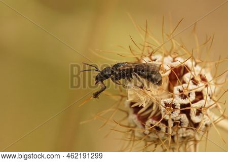 Closeup On A Small Female Furrow Bee,lasioglossum , While Cleaning Her Large Jaws