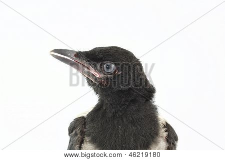 pájaro joven