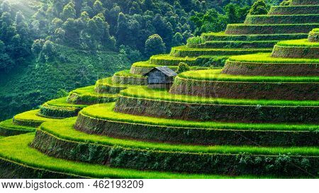Rice Terraces In Mu Cang Chai, Vietnam.