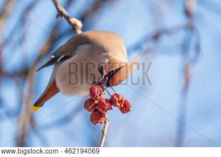 Bohemian Waxwing, A Beautiful Tufted Bird, Latin Name Bombycilla Garrulus, Sitting On A Wild Apple T