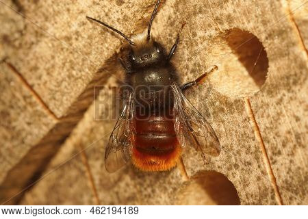 Closeup On A Hairy Male European Orchard Horned Mason Bee, Osmia Cornuta Sitting On Wood At The Bee-
