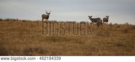 Mule Deer Herd On The Ridge Above In Montana