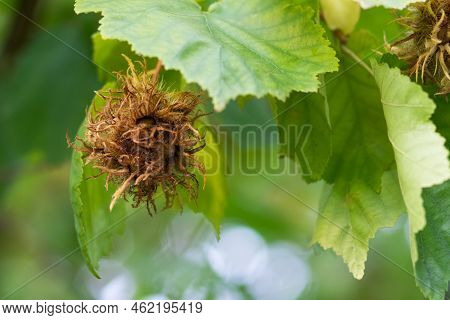 Tree Hazel, Or Bear Walnut, Or Bear Hazel (latin Corylus Colurna) Is A Deciduous Tree, A Species Of 