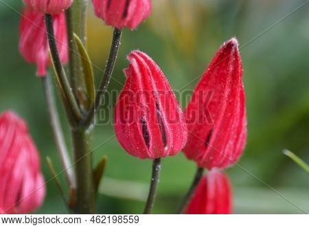 Close Up Of The Red Flowers Of Brazilian Candles, With Scientific Name Pavonia Multiflora