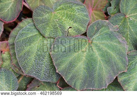 The Green Leaves Of Begonia Art Hodes, A Tropical Plant