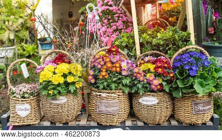 Hybrid pentunias flower in basket
