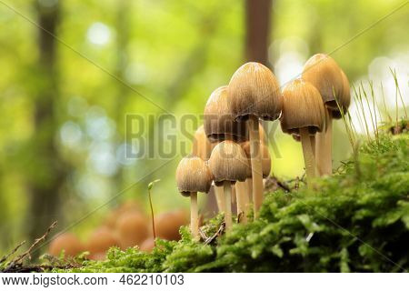 Mushrooms tree trunk Closeup Nature Macro plant Nature background trees Nature background Nature background Mushroom Nature autumnal Nature background Nature background Autumn forest Nature background outdoor Nature background Nature background.